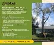Best Local Tree Trimmers in Pasco County, Florida