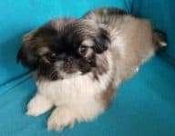PEKINGESE PUPPY