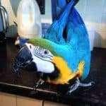 Blue and Gold Macaw Parrots