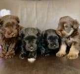 Miniature Schnauzers