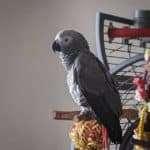 African Grey Parrots For Sale – Congo African grey parrots for sale